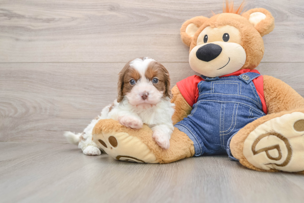 Cavapoo Pup Being Cute