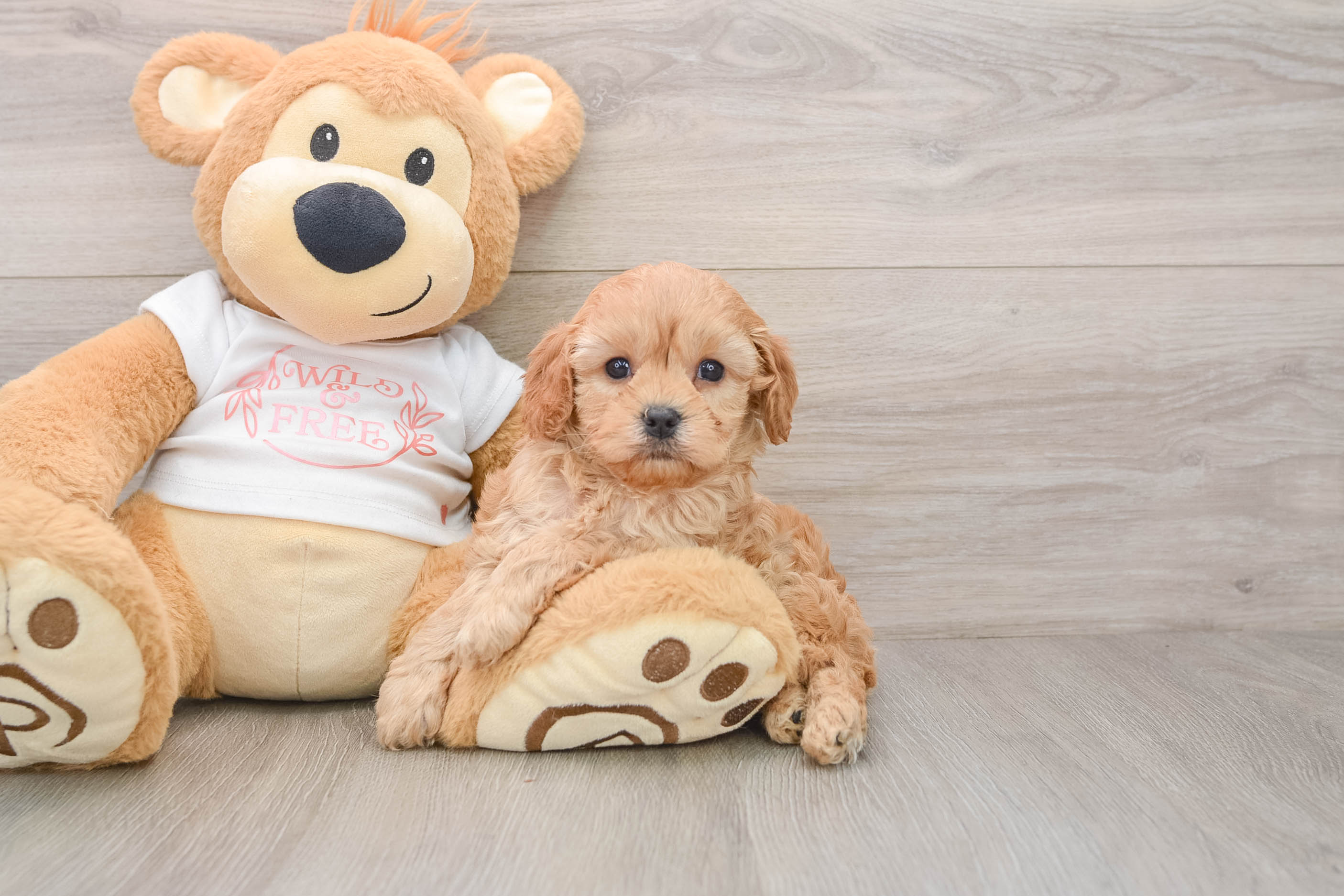 Popular Cavapoo Poodle Mix Pup