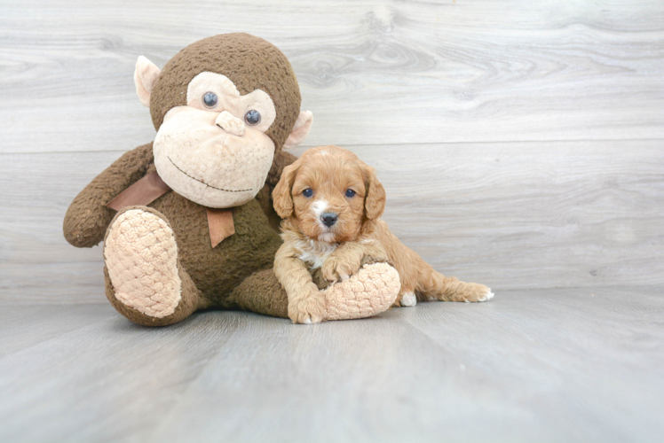 Cavapoo Pup Being Cute