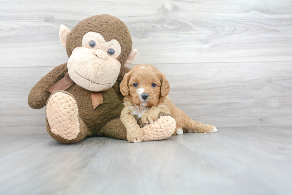 Cavapoo Pup Being Cute