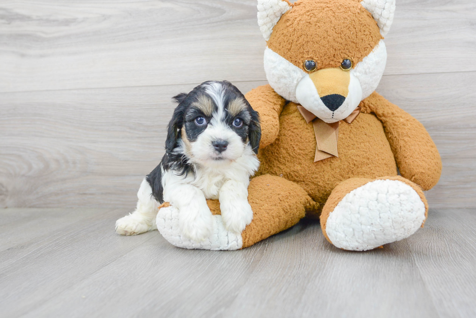 Cavapoo Pup Being Cute