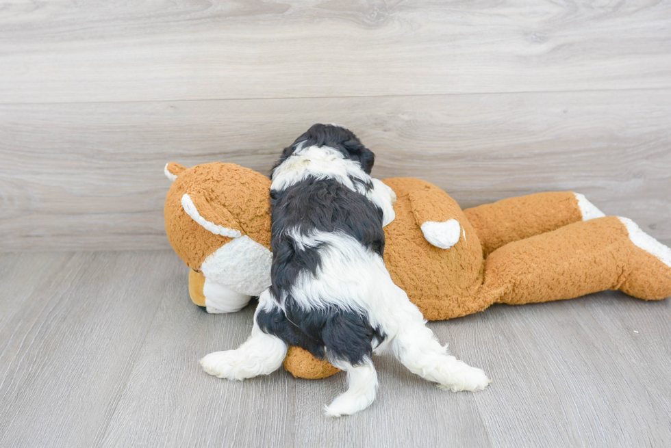 Friendly Cavapoo Baby