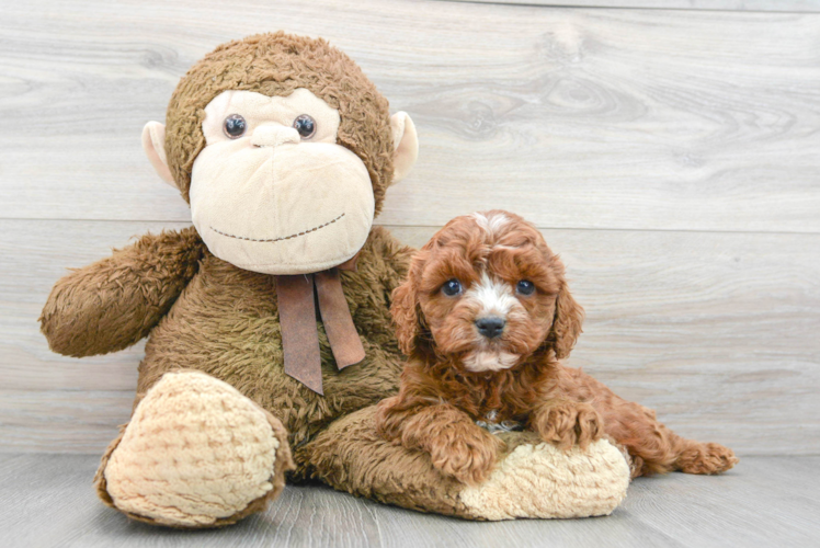 Best Cavapoo Baby