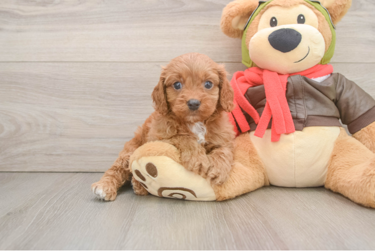 Cavapoo Pup Being Cute