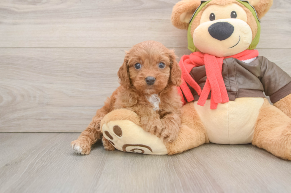 Cavapoo Pup Being Cute