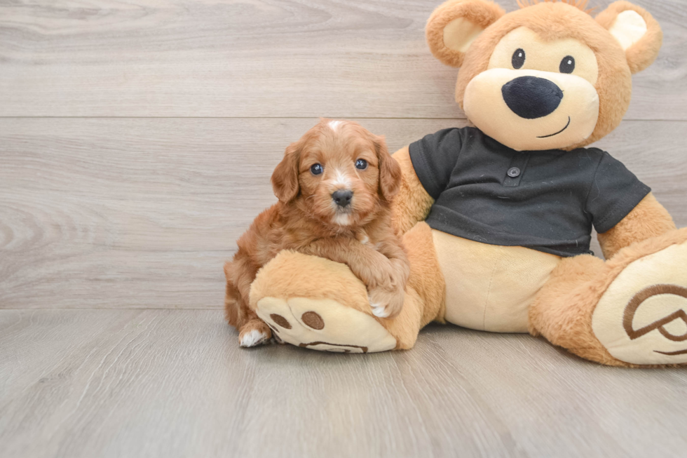 Small Cavapoo Baby