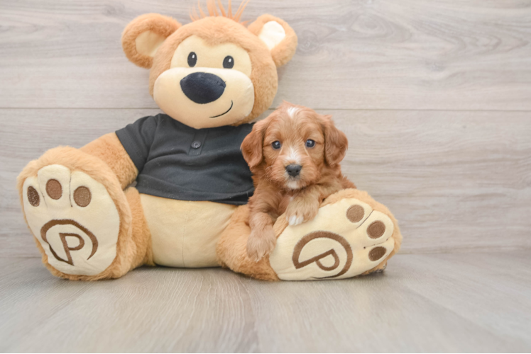 Smart Cavapoo Poodle Mix Pup