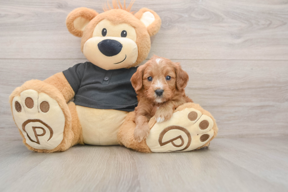Smart Cavapoo Poodle Mix Pup