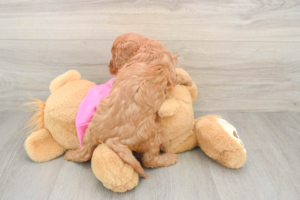 Cavapoo Puppy for Adoption