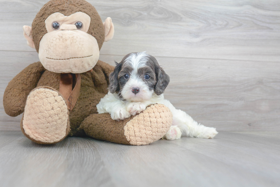 Cavapoo Pup Being Cute