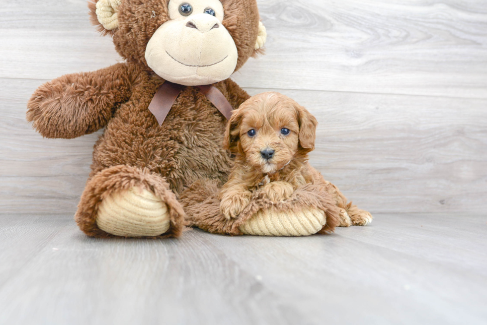 Happy Cavapoo Baby