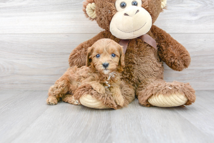 Happy Cavapoo Baby