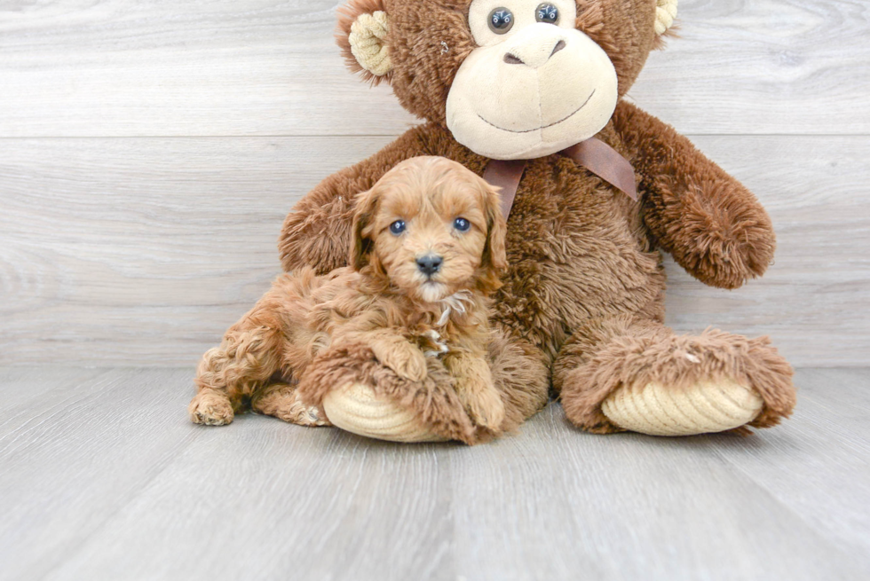 Happy Cavapoo Baby
