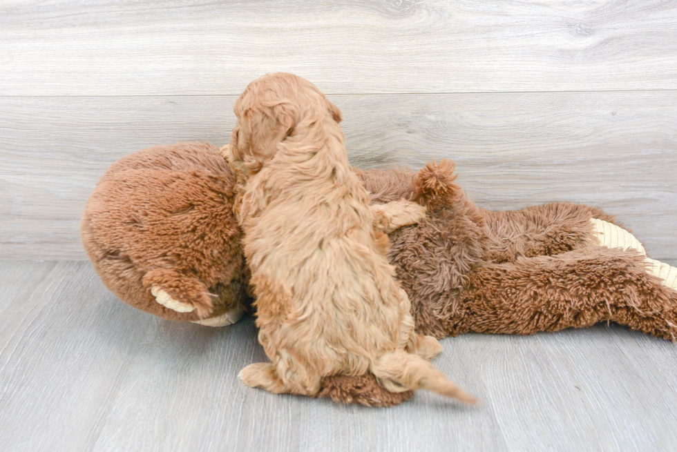 Popular Cavapoo Poodle Mix Pup