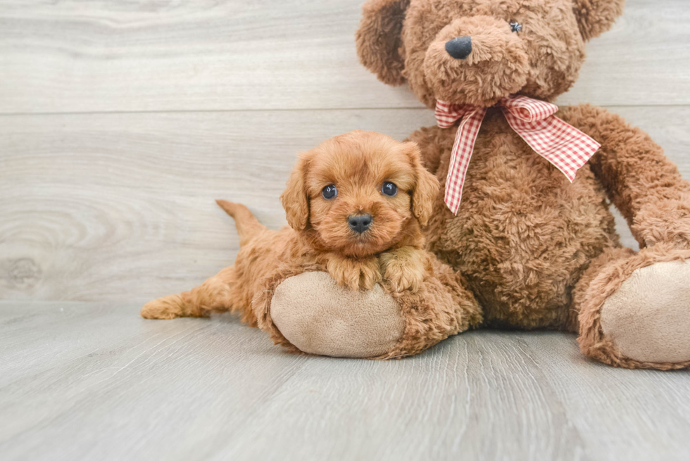 Cavapoo Puppy for Adoption