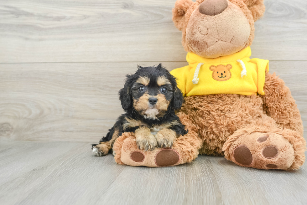 Cavapoo Pup Being Cute