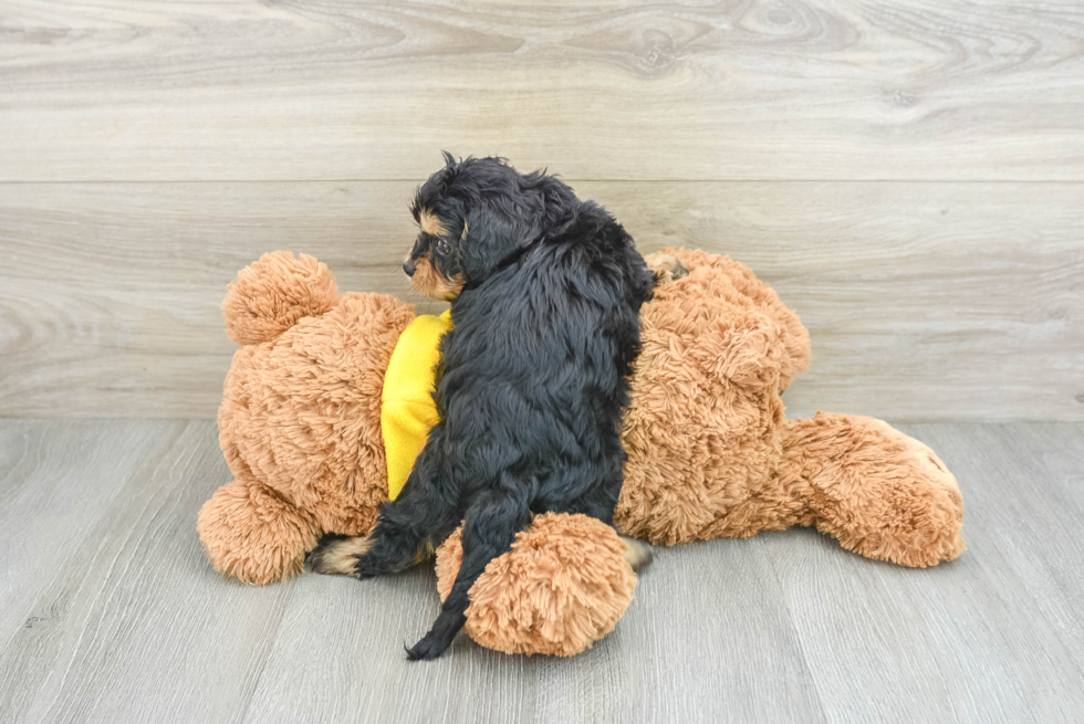 Cavapoo Pup Being Cute