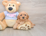 7 week old Cavapoo Puppy For Sale - Premier Pups