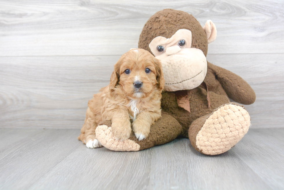 Sweet Cavapoo Baby