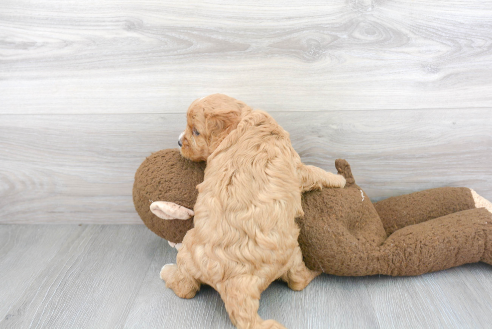 Best Cavapoo Baby