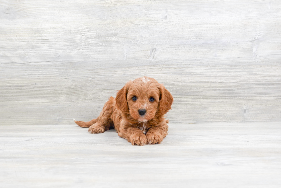 Best Cavapoo Baby