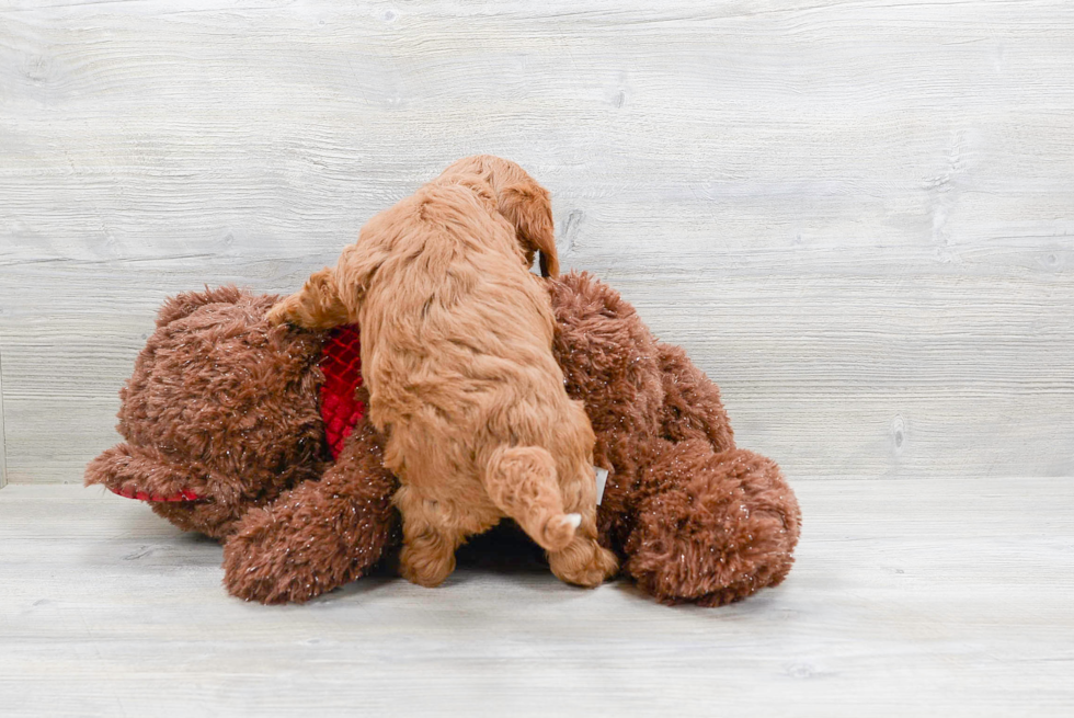 Cavapoo Puppy for Adoption