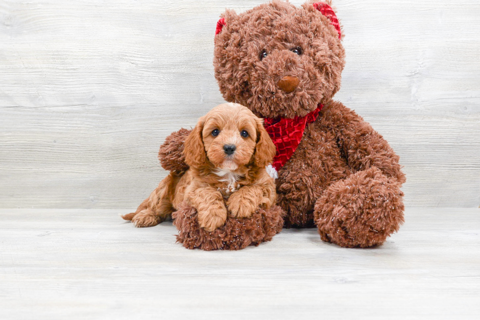 Hypoallergenic Cavoodle Poodle Mix Puppy