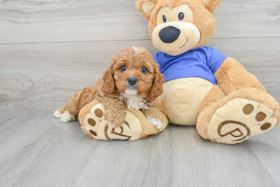 Cavapoo Puppy for Adoption