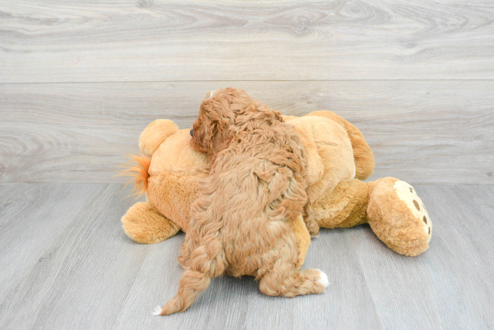 Cavapoo Puppy for Adoption