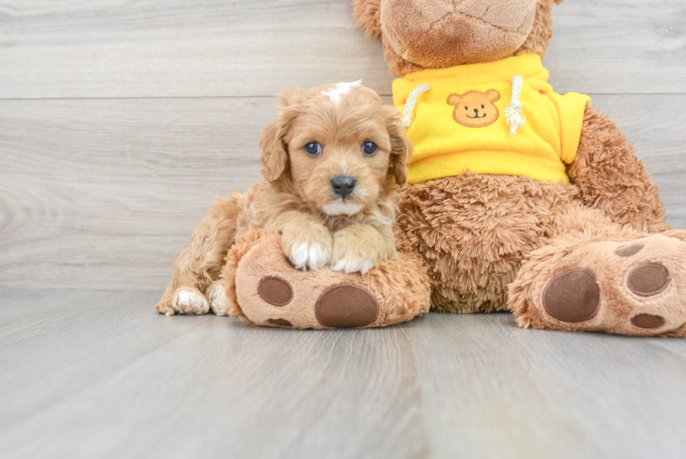 Smart Cavapoo Poodle Mix Pup