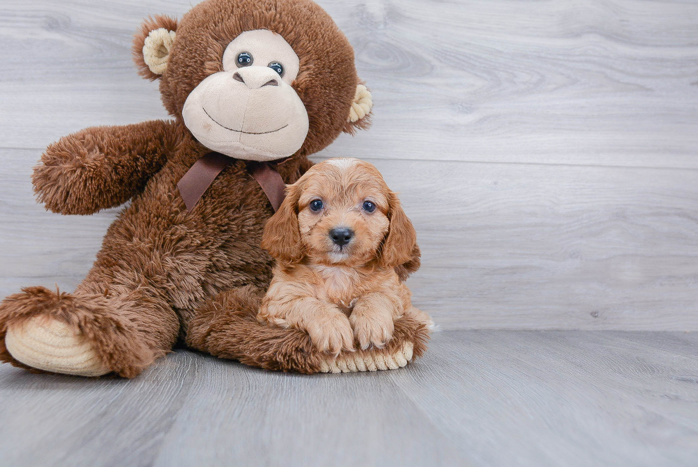 Cavapoo Puppy for Adoption
