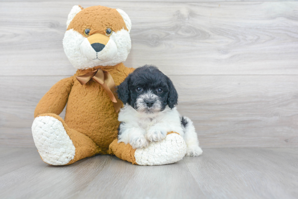 Popular Cavapoo Poodle Mix Pup