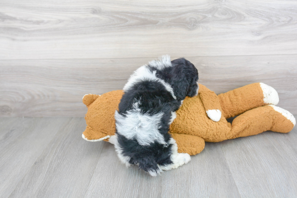 Petite Cavapoo Poodle Mix Pup