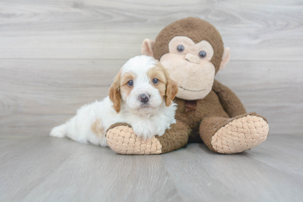 Cavapoo Puppy for Adoption