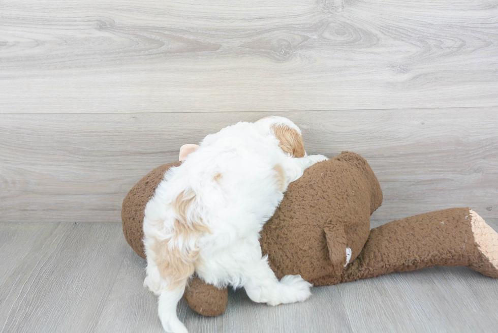 Friendly Cavapoo Baby