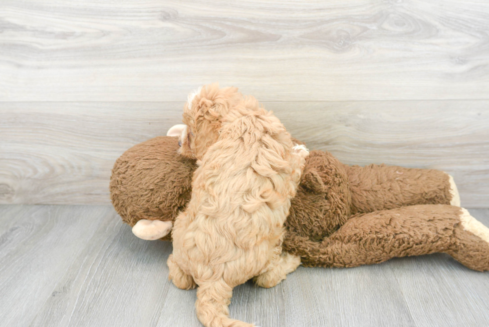 Happy Cavapoo Baby