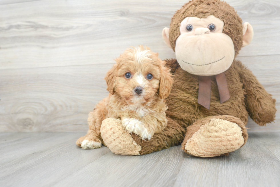 Best Cavapoo Baby