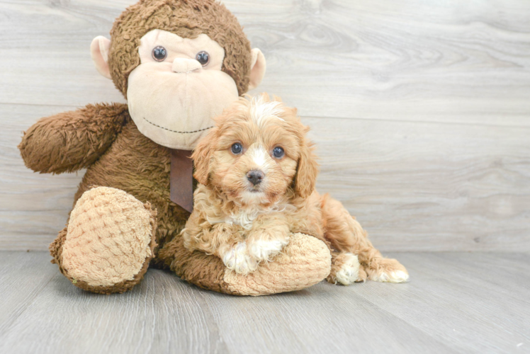 Cavapoo Puppy for Adoption