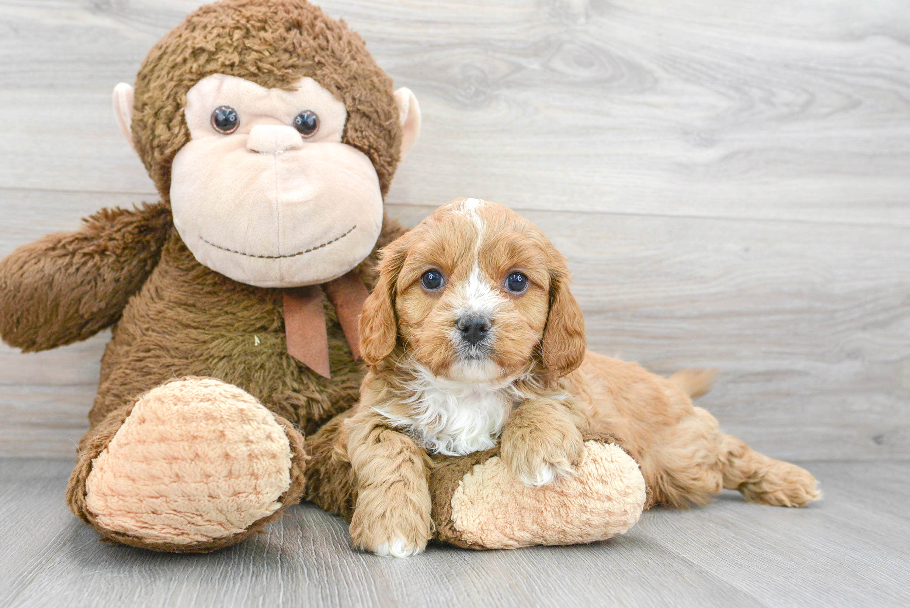Cavapoo Pup Being Cute