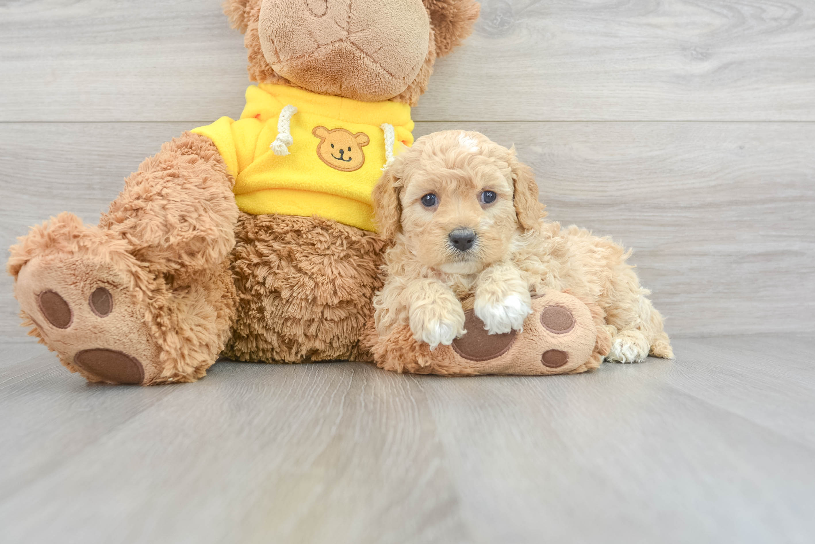 Best Cavapoo Baby