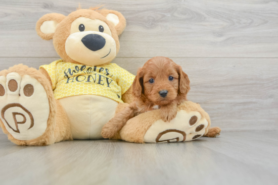 Energetic Cavoodle Poodle Mix Puppy