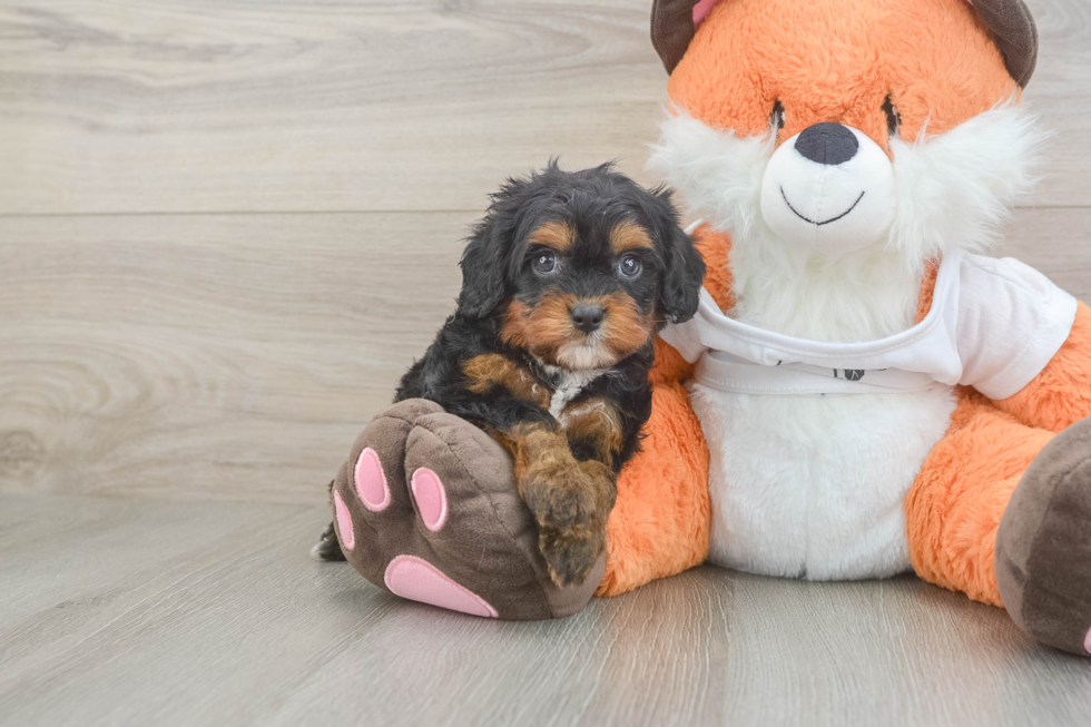 Cavapoo Puppy for Adoption