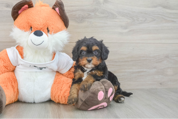 Hypoallergenic Cavadoodle Poodle Mix Puppy