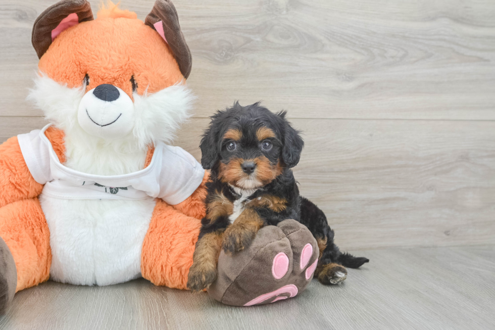 Hypoallergenic Cavadoodle Poodle Mix Puppy