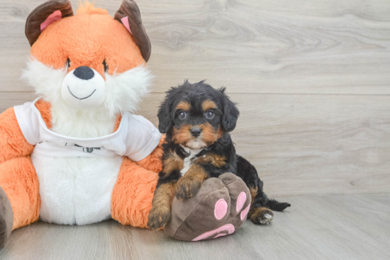 Hypoallergenic Cavadoodle Poodle Mix Puppy