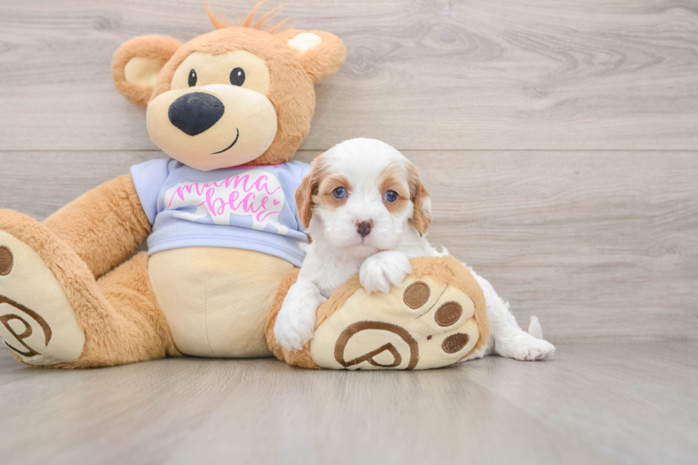 Little Cavipoo Poodle Mix Puppy