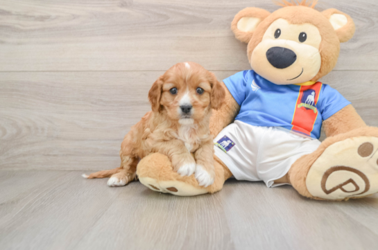 Small Cavapoo Baby