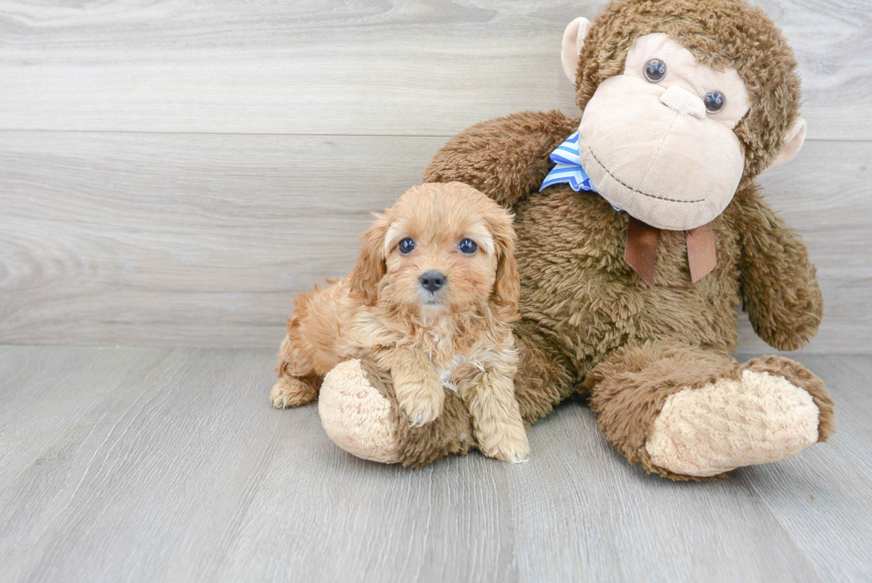Cavapoo Puppy for Adoption