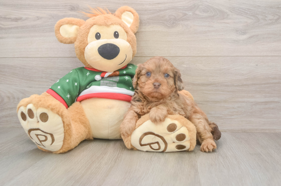 5 week old Cavapoo Puppy For Sale - Premier Pups