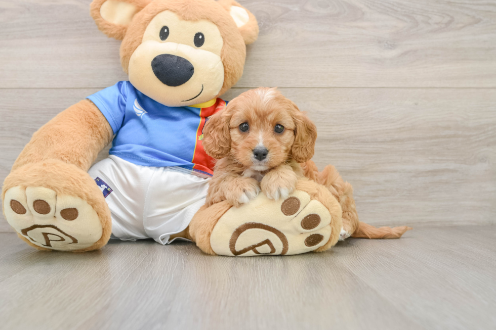 Best Cavapoo Baby